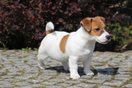 IMG 4236